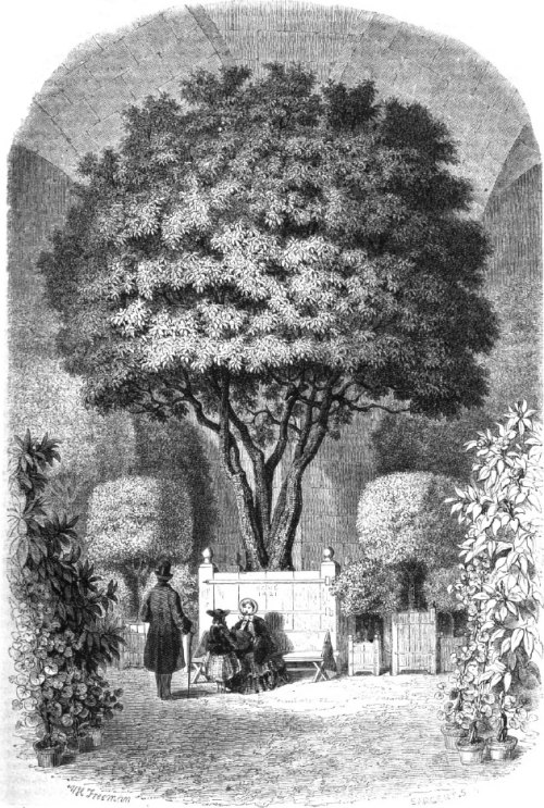 Gravure sur l'histoire des bacs et caisses à oranger de Versaille Gravure originale d'époque de bacs et caisses à orangerie