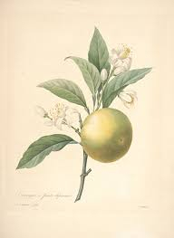 Gravure original de l'oranger Citrus Sinensis originaire de Chine